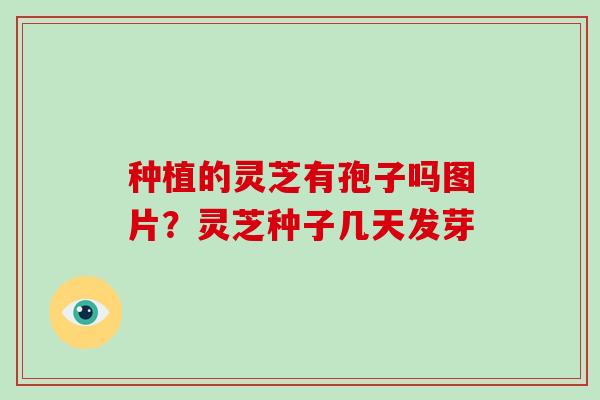 种植的灵芝有孢子吗图片？灵芝种子几天发芽