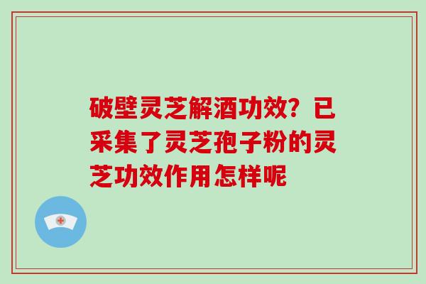 破壁灵芝解酒功效？已采集了灵芝孢子粉的灵芝功效作用怎样呢