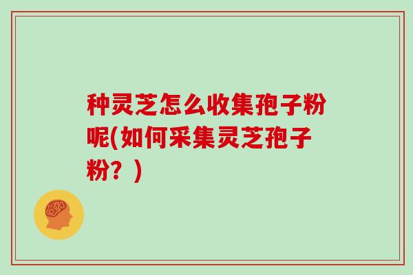 种灵芝怎么收集孢子粉呢(如何采集灵芝孢子粉？)