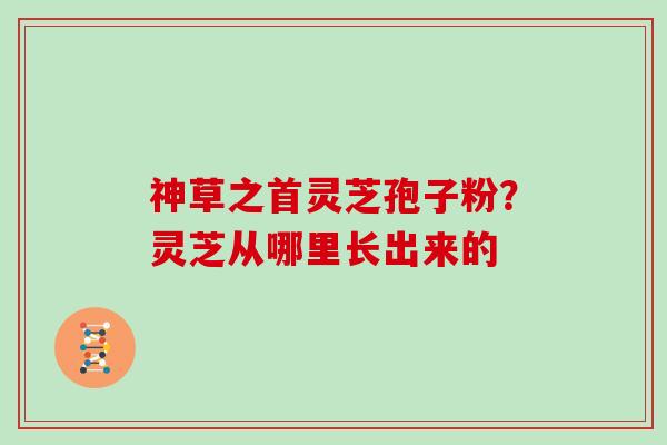 神草之首灵芝孢子粉？灵芝从哪里长出来的