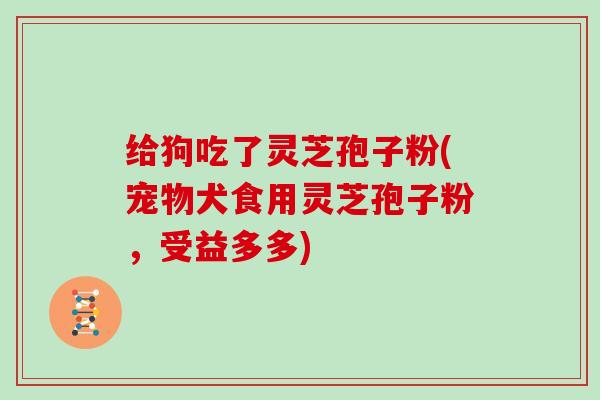 给狗吃了灵芝孢子粉(宠物犬食用灵芝孢子粉，受益多多)