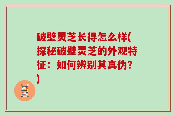 破壁灵芝长得怎么样(探秘破壁灵芝的外观特征：如何辨别其真伪？)