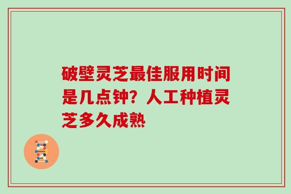 破壁灵芝最佳服用时间是几点钟？人工种植灵芝多久成熟