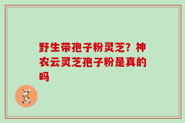 野生带孢子粉灵芝？神农云灵芝孢子粉是真的吗