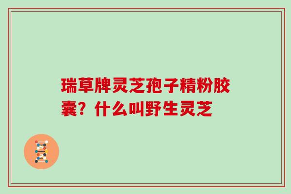 瑞草牌灵芝孢子精粉胶囊？什么叫野生灵芝