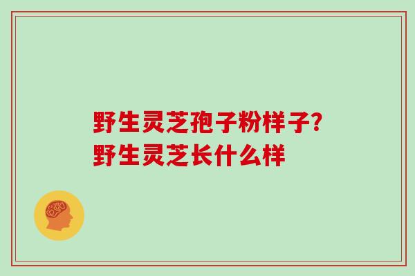 野生灵芝孢子粉样子？野生灵芝长什么样