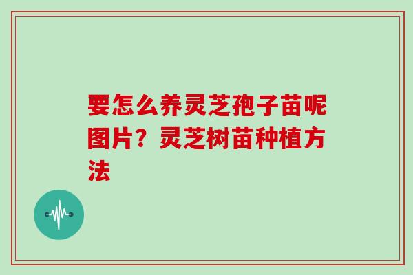 要怎么养灵芝孢子苗呢图片？灵芝树苗种植方法