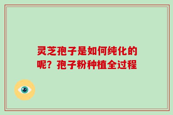 灵芝孢子是如何纯化的呢？孢子粉种植全过程