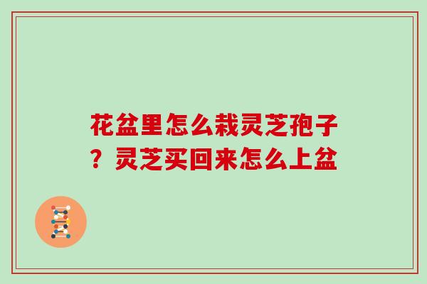 花盆里怎么栽灵芝孢子?灵芝买回来怎么上盆-第1张图片-灵芝大师 花盆里怎么栽灵芝孢子?灵芝买回来怎么上盆-第1张图片-灵芝大师