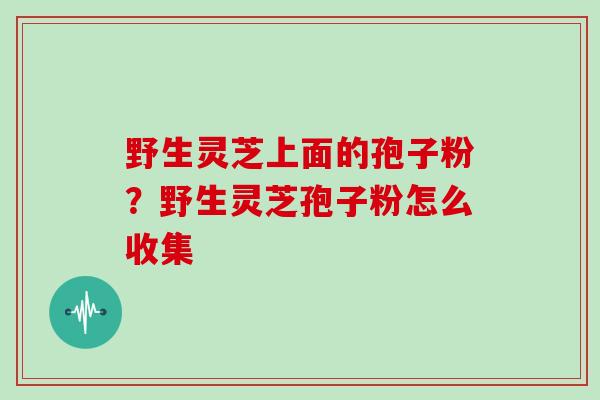 野生灵芝上面的孢子粉？野生灵芝孢子粉怎么收集