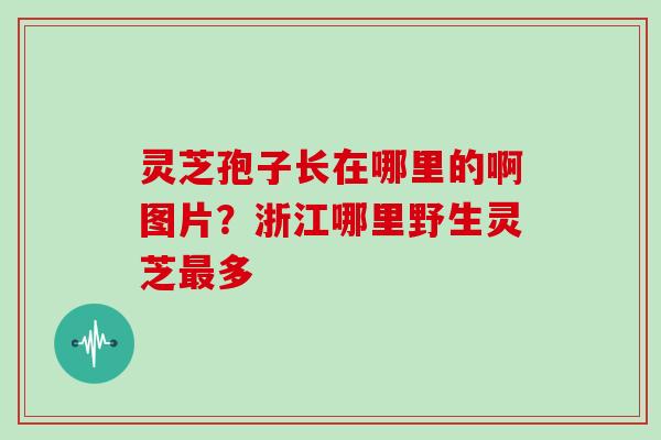 灵芝孢子长在哪里的啊图片？浙江哪里野生灵芝最多