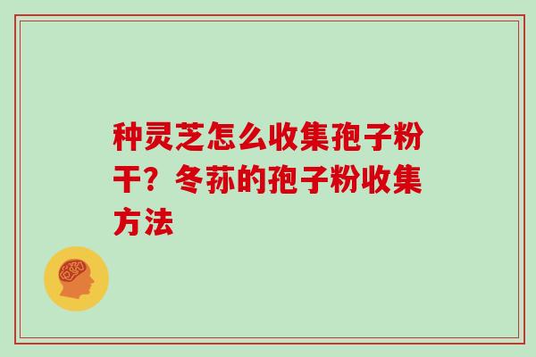 种灵芝怎么收集孢子粉干？冬荪的孢子粉收集方法