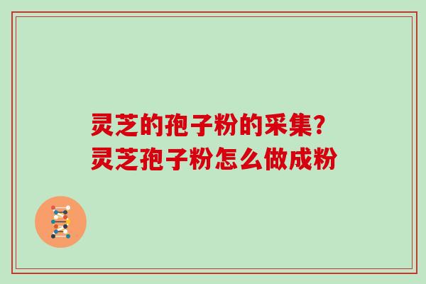 灵芝的孢子粉的采集？灵芝孢子粉怎么做成粉