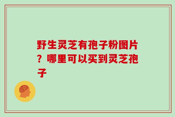 野生灵芝有孢子粉图片？哪里可以买到灵芝孢子