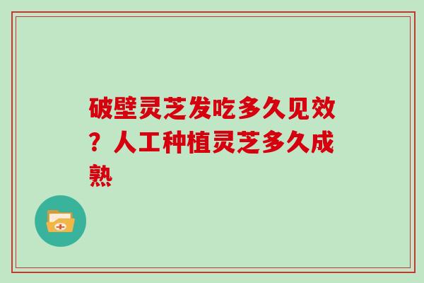 破壁灵芝发吃多久见效？人工种植灵芝多久成熟
