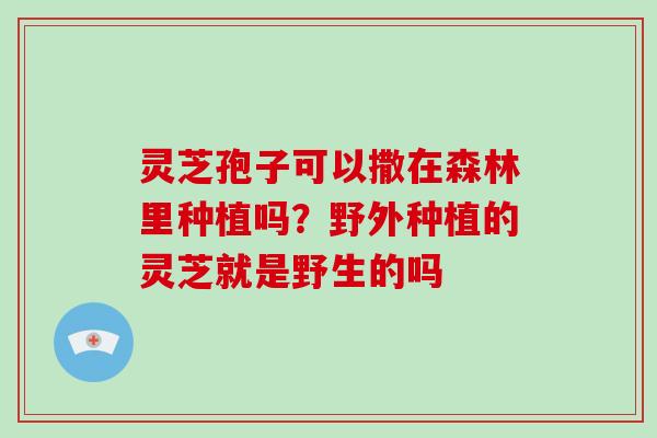 灵芝孢子可以撒在森林里种植吗?野外种植的灵芝就是野生的吗-第1张图片-灵芝大师 灵芝孢子可以撒在森林里种植吗?野外种植的灵芝就是野生的吗-第1张图片-灵芝大师