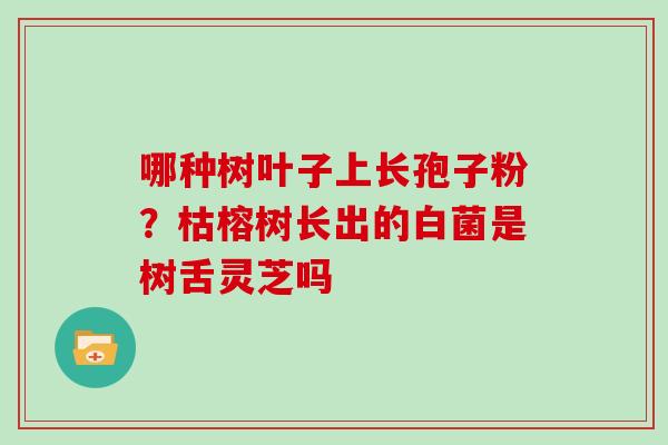哪种树叶子上长孢子粉？枯榕树长出的白菌是树舌灵芝吗