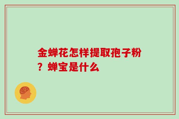 金蝉花怎样提取孢子粉？蝉宝是什么
