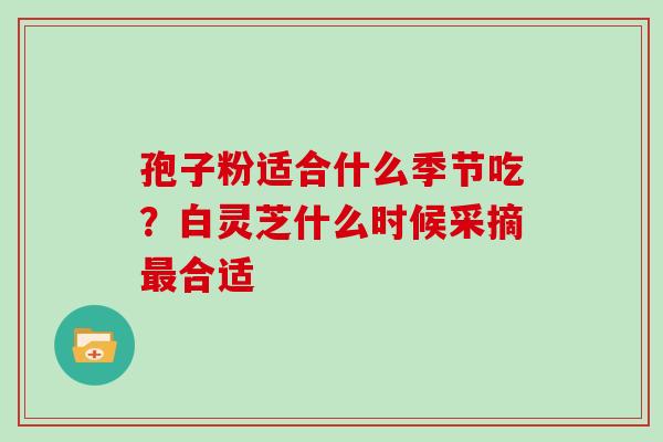 孢子粉适合什么季节吃？白灵芝什么时候采摘最合适