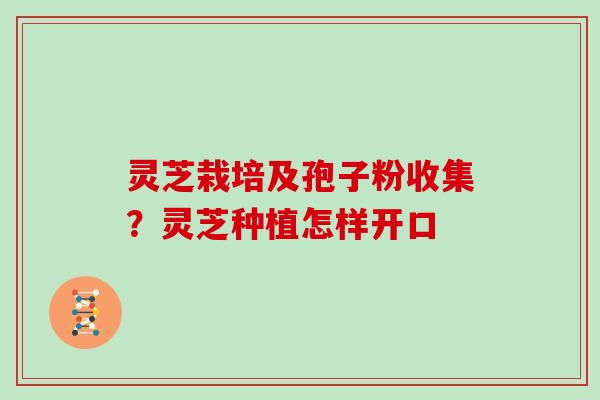 灵芝栽培及孢子粉收集？灵芝种植怎样开口