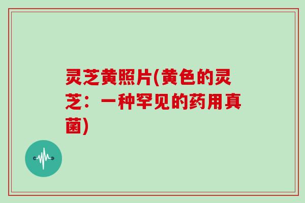 灵芝黄照片(黄色的灵芝：一种罕见的药用真菌)