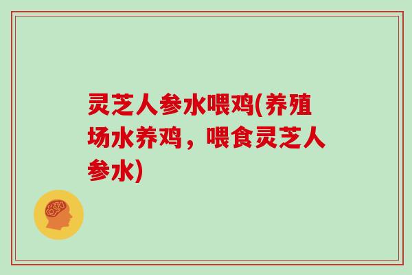 灵芝人参水喂鸡(养殖场水养鸡，喂食灵芝人参水)