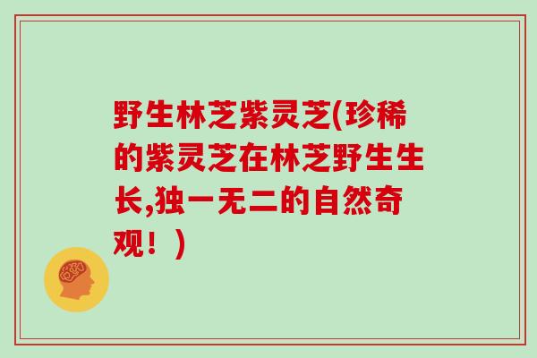 野生林芝紫灵芝(珍稀的紫灵芝在林芝野生生长,独一无二的自然奇观！)