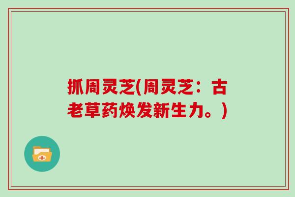 抓周灵芝(周灵芝：古老草药焕发新生力。)