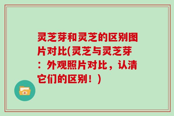 灵芝芽和灵芝的区别图片对比(灵芝与灵芝芽：外观照片对比，认清它们的区别！)
