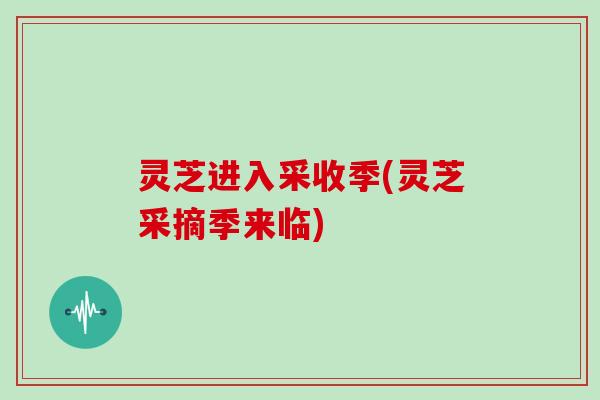 灵芝进入采收季(灵芝采摘季来临)