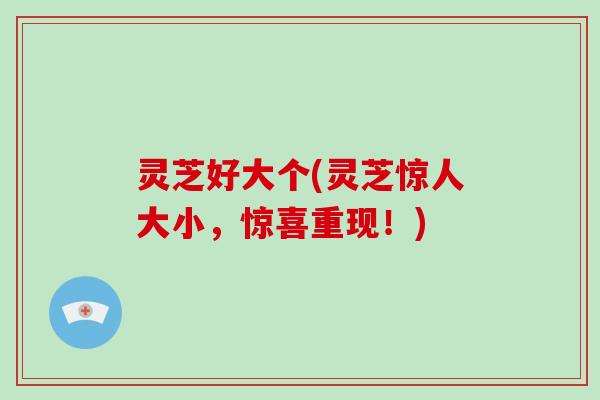 灵芝好大个(灵芝惊人大小，惊喜重现！)