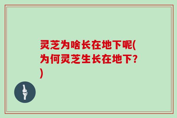 灵芝为啥长在地下呢(为何灵芝生长在地下？)