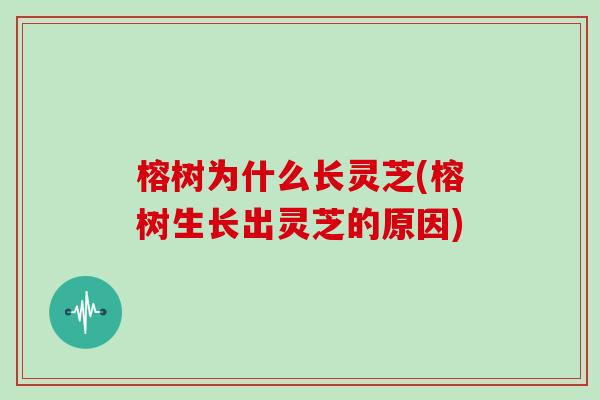 榕树为什么长灵芝(榕树生长出灵芝的原因)