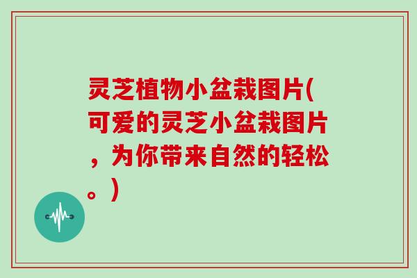 灵芝植物小盆栽图片(可爱的灵芝小盆栽图片，为你带来自然的轻松。)