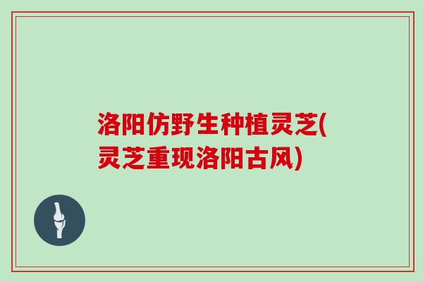 洛阳仿野生种植灵芝(灵芝重现洛阳古风)