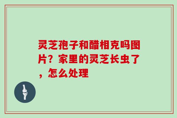 灵芝孢子和醋相克吗图片？家里的灵芝长虫了，怎么处理