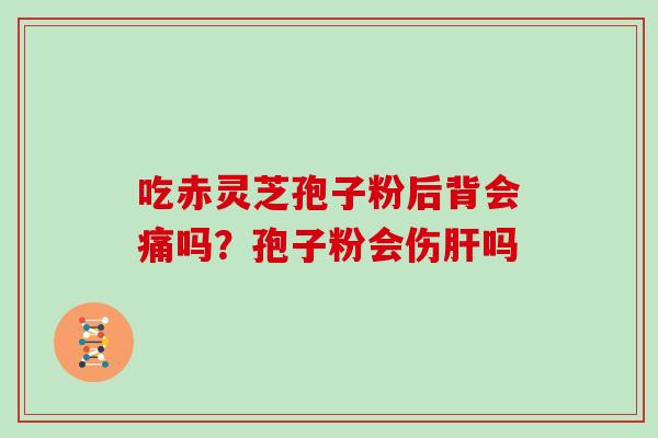 吃赤灵芝孢子粉后背会痛吗？孢子粉会伤肝吗