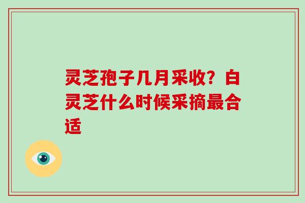 灵芝孢子几月采收？白灵芝什么时候采摘最合适