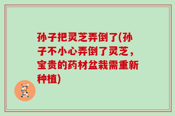 孙子把灵芝弄倒了(孙子不小心弄倒了灵芝，宝贵的药材盆栽需重新种植)