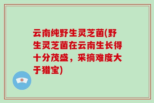云南纯野生灵芝菌(野生灵芝菌在云南生长得十分茂盛，采摘难度大于猎宝)