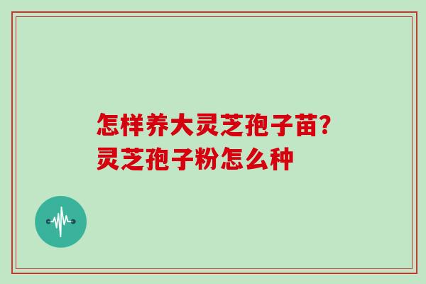 怎样养大灵芝孢子苗？灵芝孢子粉怎么种