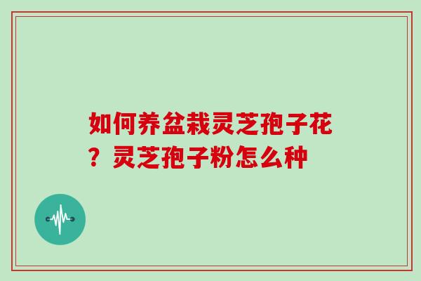 如何养盆栽灵芝孢子花?灵芝孢子粉怎么种-第1张图片-灵芝大师 如何养盆栽灵芝孢子花?灵芝孢子粉怎么种-第1张图片-灵芝大师