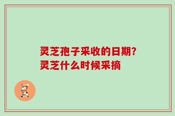 灵芝孢子采收的日期？灵芝什么时候采摘