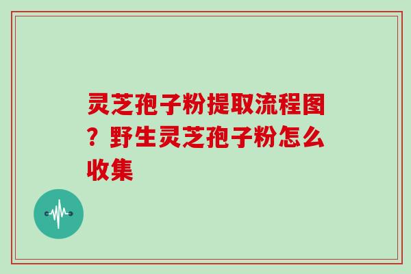 灵芝孢子粉提取流程图？野生灵芝孢子粉怎么收集