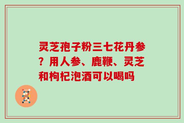 灵芝孢子粉三七花丹参?用人参、鹿鞭、灵芝和枸杞泡酒可以喝吗-第1张图片-灵芝大师 灵芝孢子粉三七花丹参?用人参、鹿鞭、灵芝和枸杞泡酒可以喝吗-第1张图片-灵芝大师