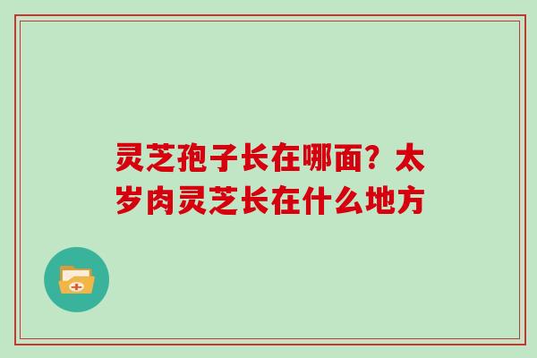 灵芝孢子长在哪面？太岁肉灵芝长在什么地方