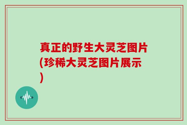真正的野生大灵芝图片(珍稀大灵芝图片展示)