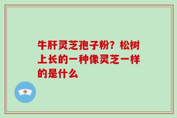 牛肝灵芝孢子粉？松树上长的一种像灵芝一样的是什么