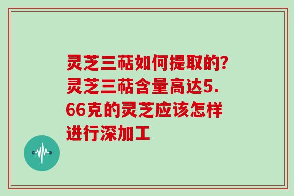 灵芝三萜如何提取的？灵芝三萜含量高达5.66克的灵芝应该怎样进行深加工