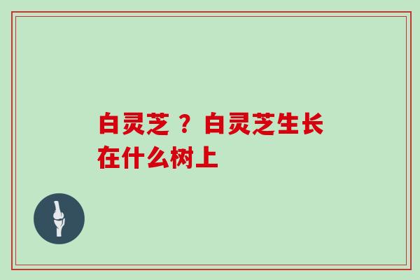 白灵芝 ？白灵芝生长在什么树上